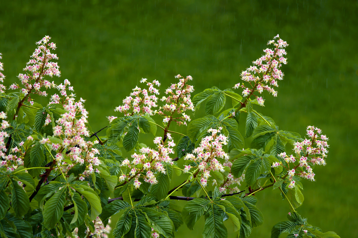 chestnut blossoms in spring, rainy day