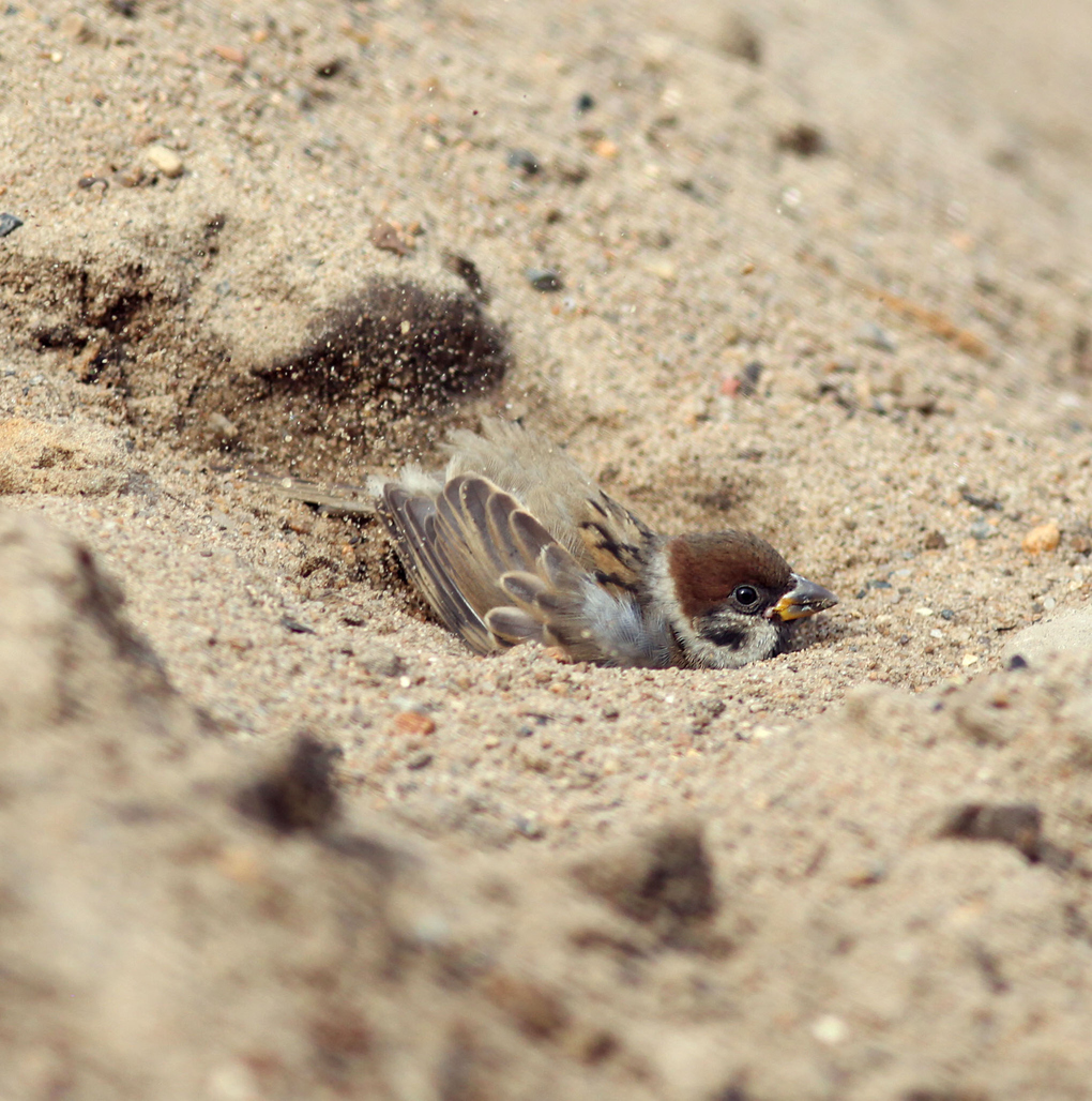 Sparrow cleaned in the sand